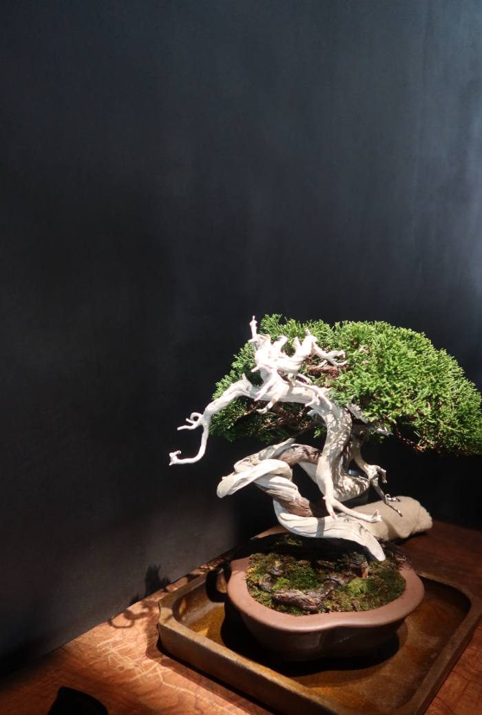 A bonsai lit in a dark room