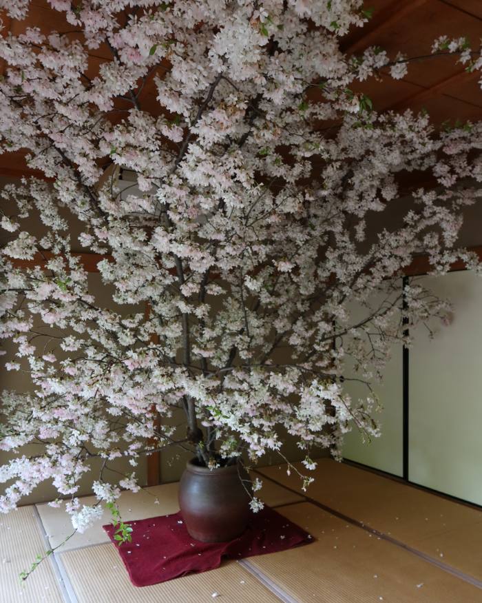 Cherry blossom branches arranged in a tatami room