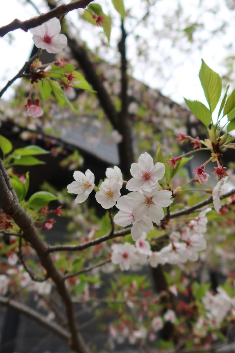 Cherry blossoms