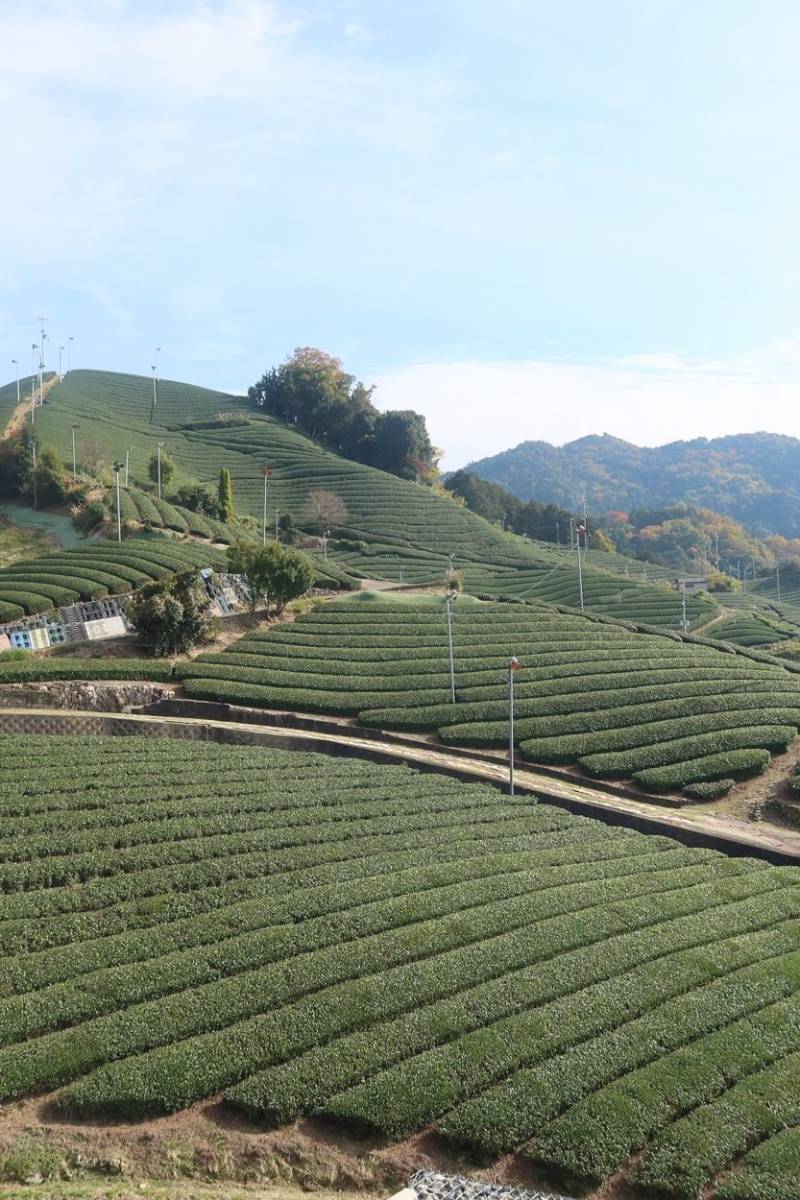 Tea plantation