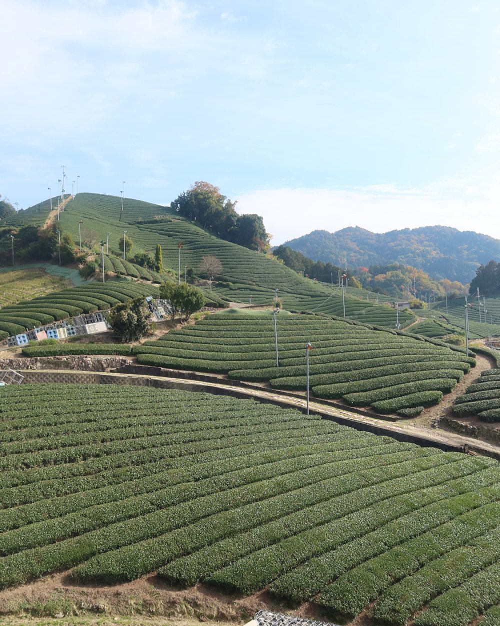 Tea plantation