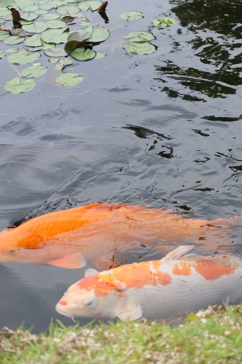 Koi in a temple pond
