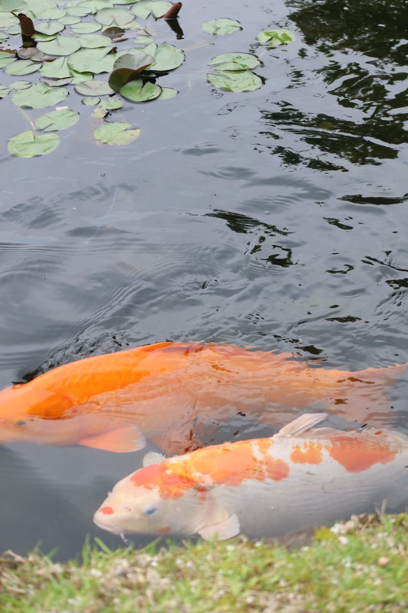 Koi in a temple pond