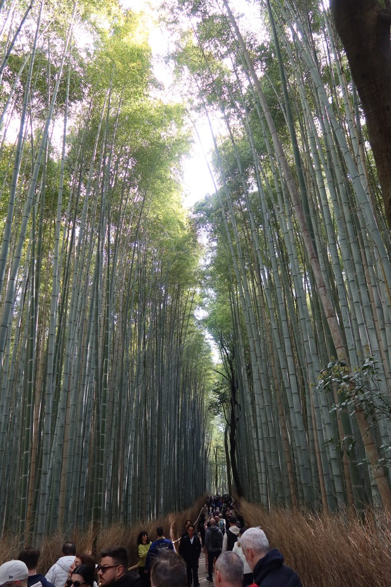 Bamboo grove
