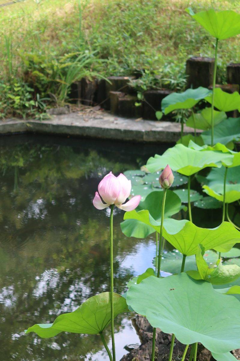 Lotus in bloom
