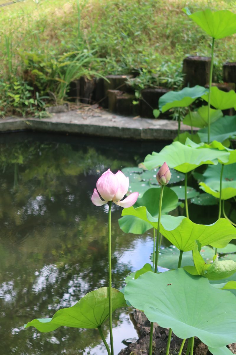 Lotus in bloom