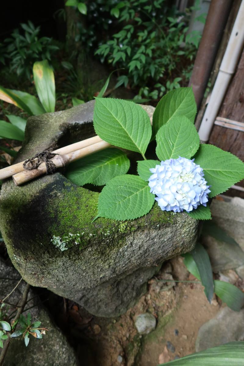 A hydrangea and a bamboo pipe resting on a moss-covered stone